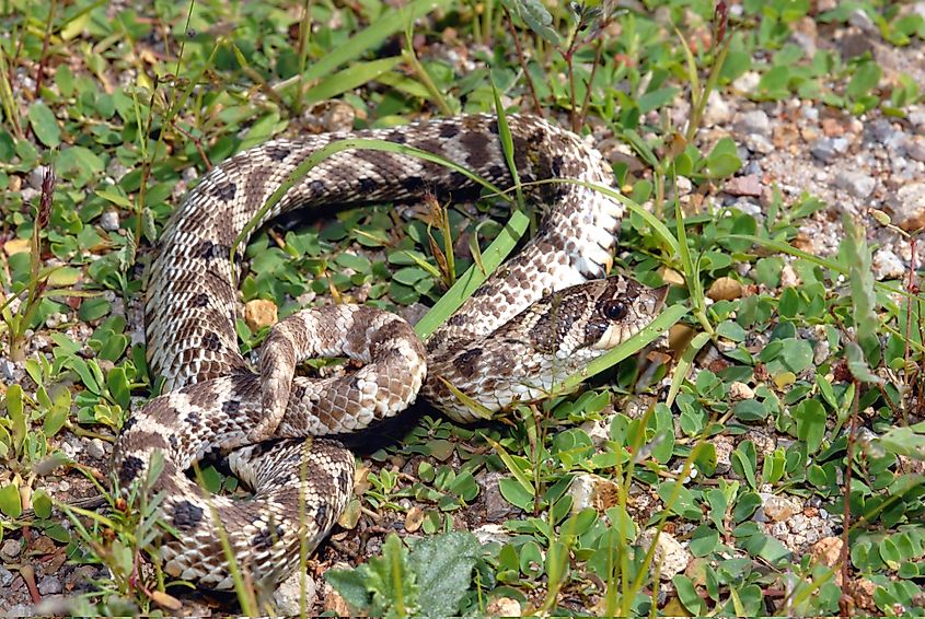 A Mexican hognose snake in New Mexico