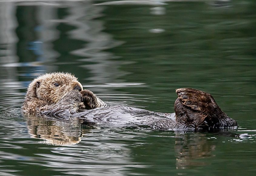 Otter in Kodiak, Alaska.