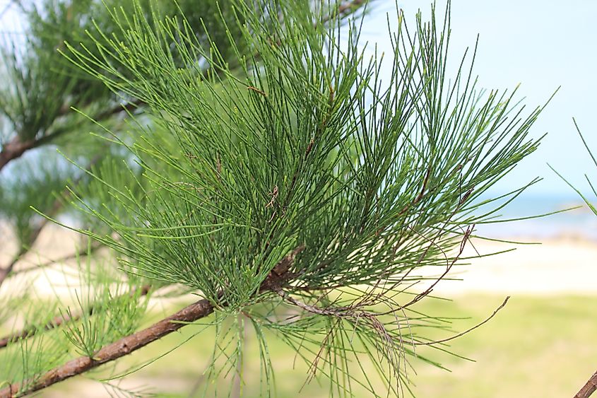 The leaves of an Australian pine tree.