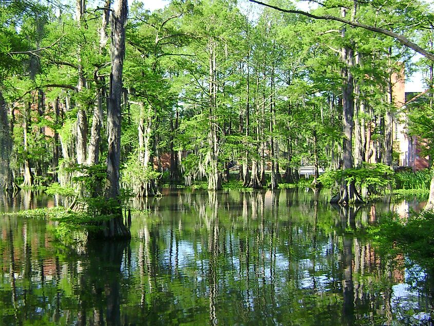 Cypress Lake in Lafayette, Louisiana, with towering cypress trees draped in Spanish moss and calm water reflecting the lush surroundings