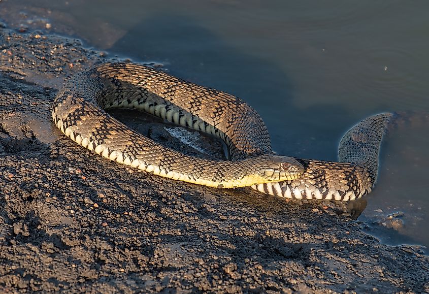 Diamondback water snake coiled on the shore
