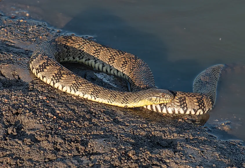A diamondback watersnake at the water's edge.