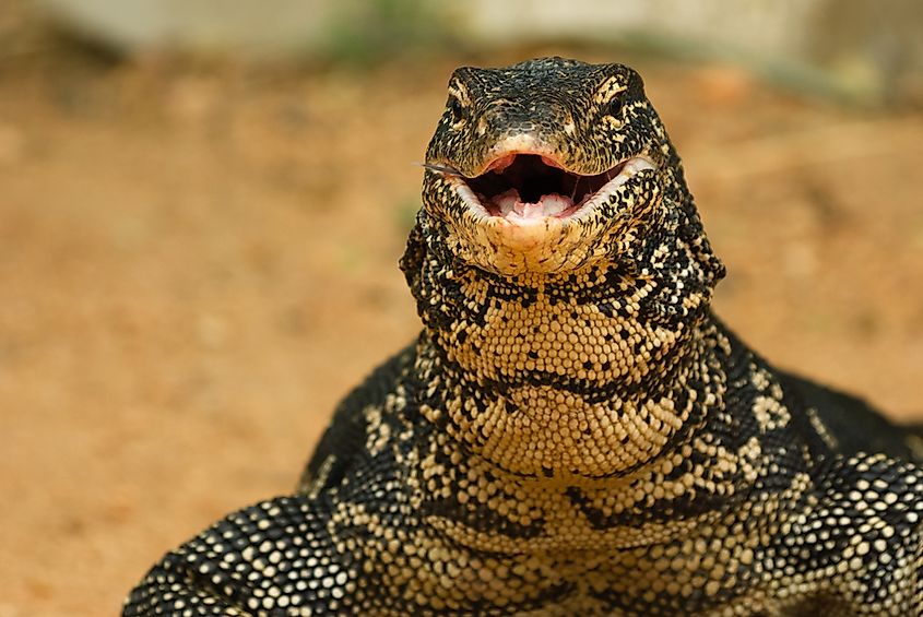 A monitor lizard in Sri Lanka.