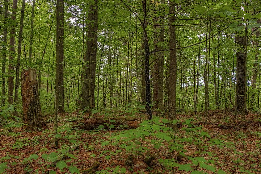 Lost 40 in Chippewa National Forest