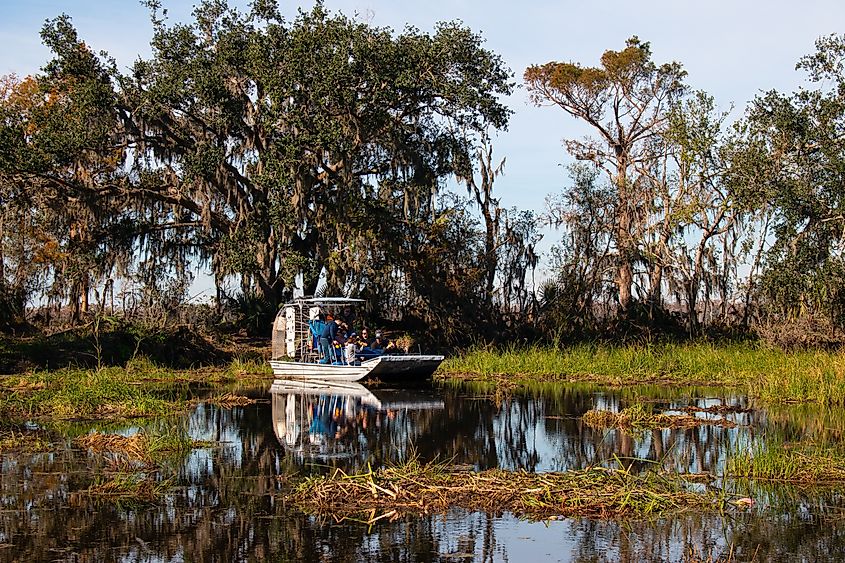 Tour airboat searching for alligators in the swamps near New Orleans, Louisiana.