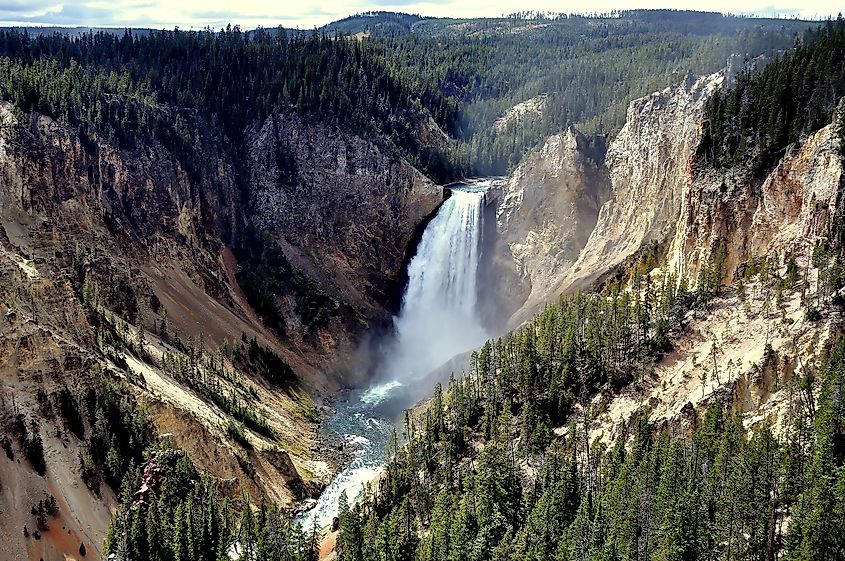 Dramatic view of Yellowstone Falls cascading into the deep canyon below, surrounded by rugged cliffs and lush forest in Yellowstone National Park.