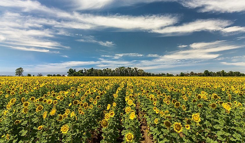 Sunflower rows bask in the summer sunshine. Yolo County, California