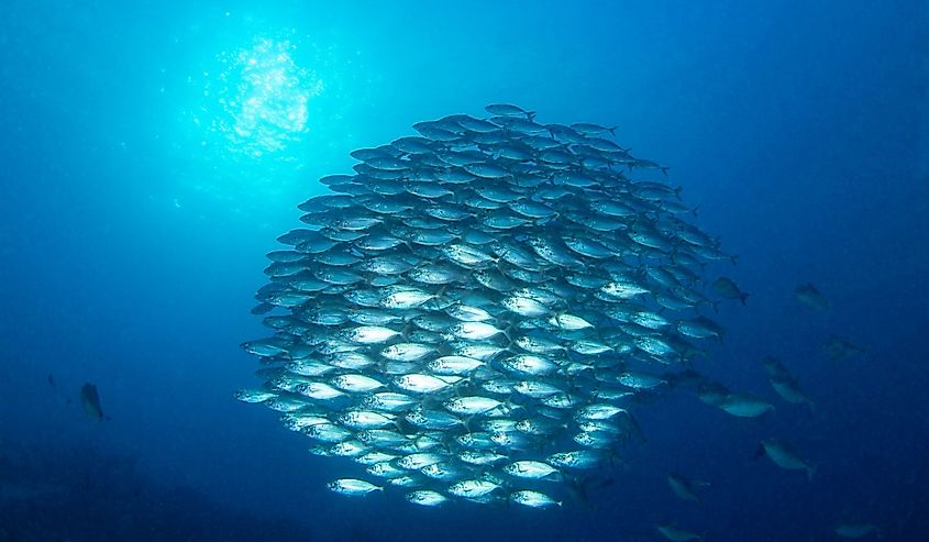 A school of jack mackerels in the ocean