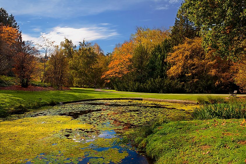 Brilliant fall colors in Washington Park Arboretum in Seattle, WA.