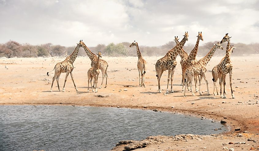 Herd of giraffes at a watering hole in Namibia.