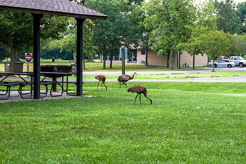 Two adult Sandhill Cranes walk across the grass in Chain O' Lakes State Park in Lake County, Illinois