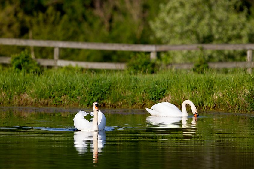 Swan in the pond in Rising Sun, Indiana.