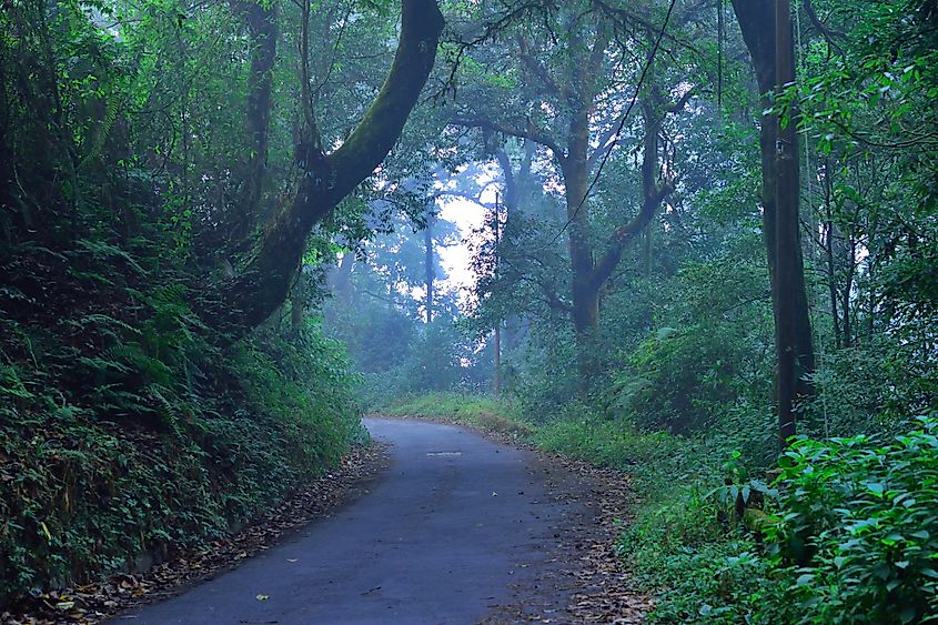 Dow Hill Forest in Kurseong, India.