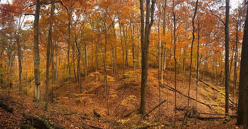 Yellowwood State Forest