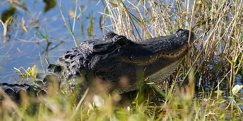 An alligator resting in the wetlands, partially submerged in the water with its rough, scaly back exposed, surrounded by tall grasses and swampy vegetation.