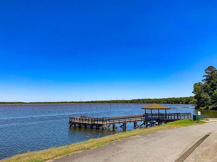 Dead cypress trees standing in the waters of Cane Creek Lake in Arkansas