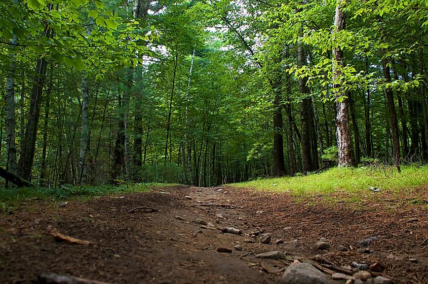 Scenic view of the walking trail on Hardy Road in Wilmington, New York, surrounded by lush vegetation and tall trees.