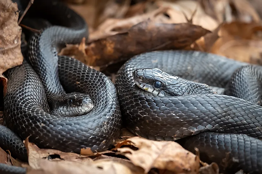 A pair of eastern rat snakes (Pantherophis alleghaniensis).