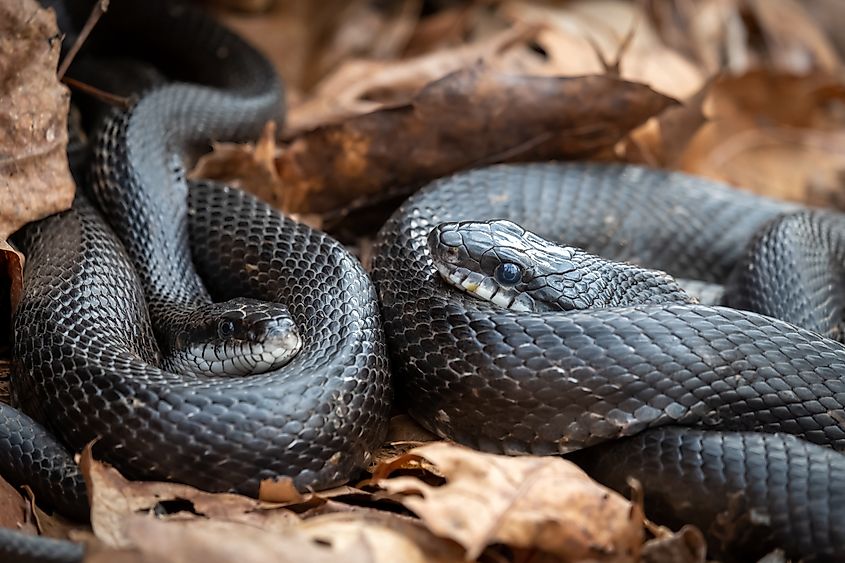 A pair of Eastern Rat snakes (Pantherophis alleghaniensis)