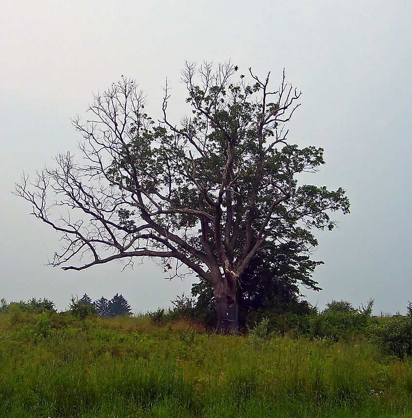 The Devil's Tree in Bernards Township, New Jersey