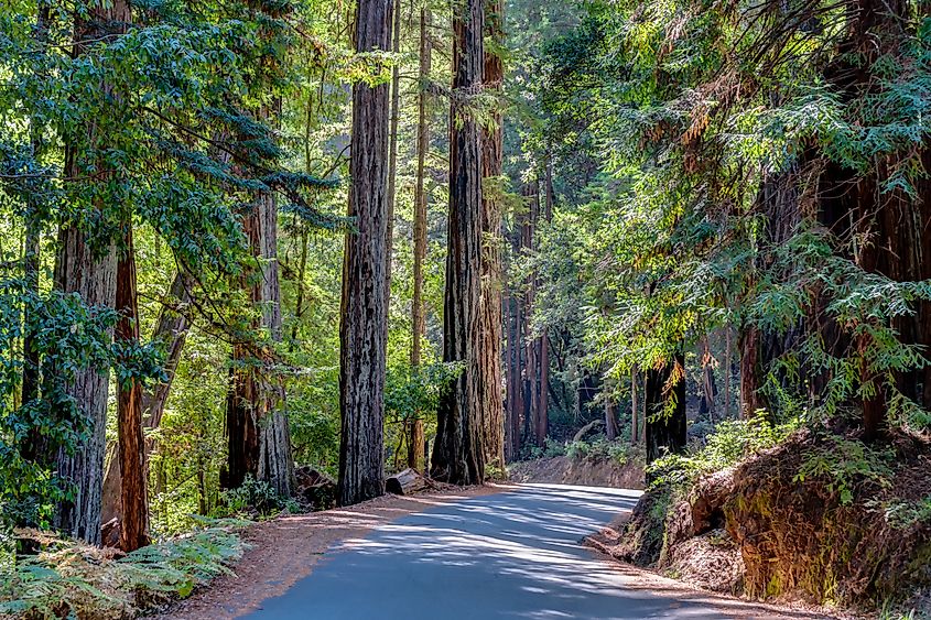 Big Basin Redwoods State Park, Sequoia trees, California