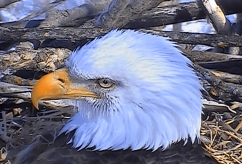 Decorah 'Dad,' a wild male bald eagle as seen on live-streaming footage.