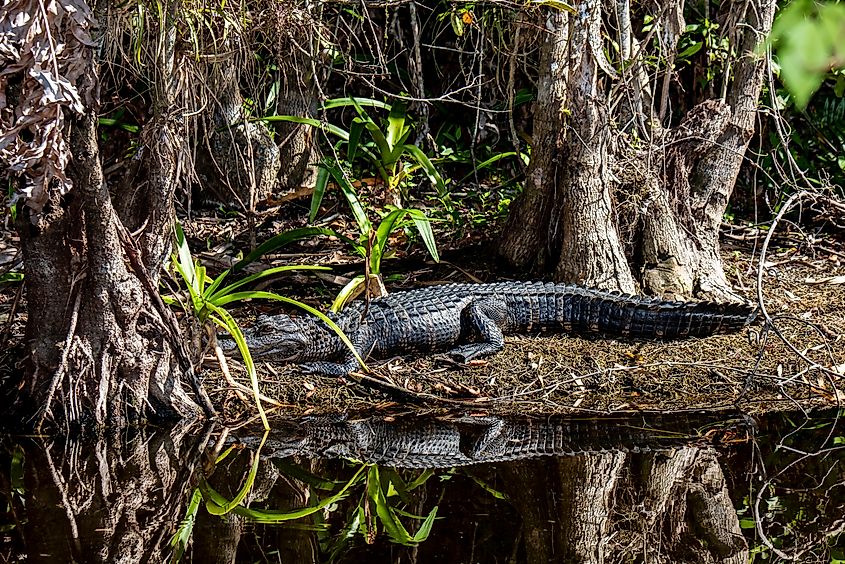 A juvenile alligator in the Fakahatchee Strand Preserve.
