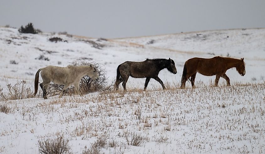 Wild horses walking in Theodore Roosevelt National Park in winter.