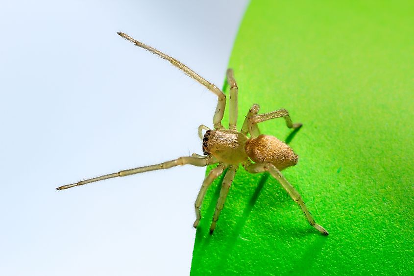 A closeup of a Cheiracanthium mildei, known as the northern yellow sac spider.