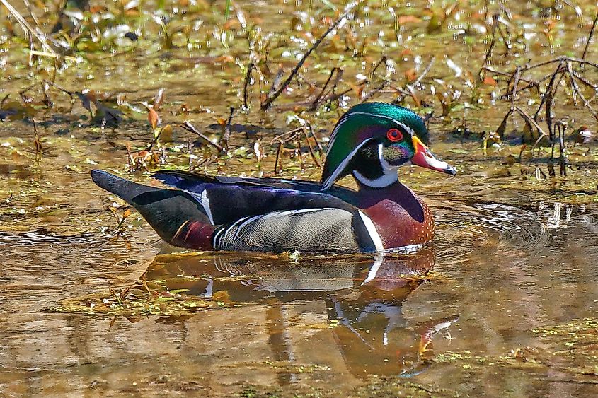 Male Wood duck in spring plumage in the Cuyahoga Valley National Park