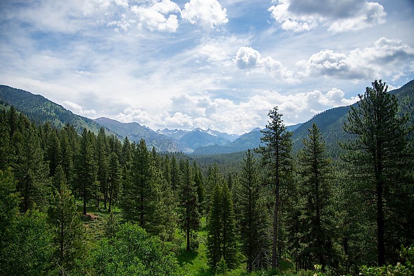 Overlook of a valley in the Boise National Forest, featuring dense forests and rolling hills