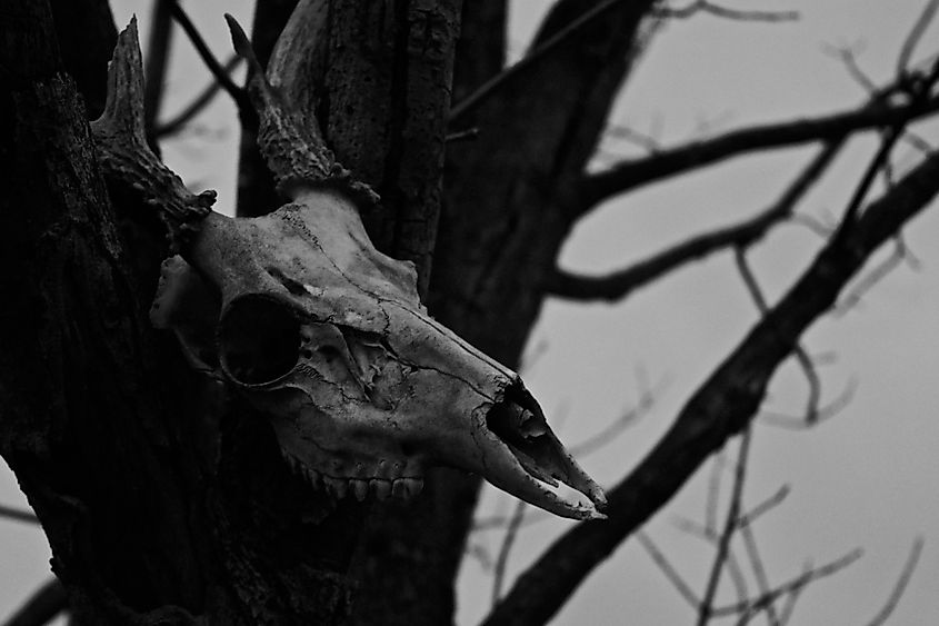 Deer skull similar to that of a Wendigo.