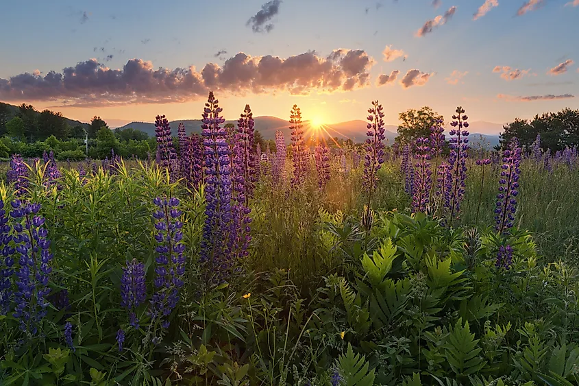 Wild lupine in Sugar Hill, New Hampshire.