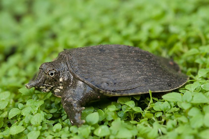 Florida Softshell Turtle