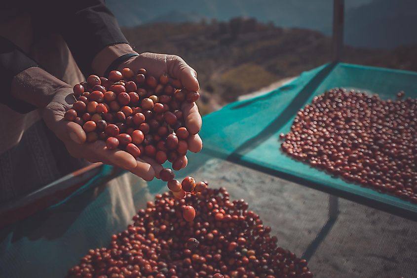 The famous Yemeni coffee beans, which are grown in the mountains of Yemen. Image used under license from Shutterstock.com.