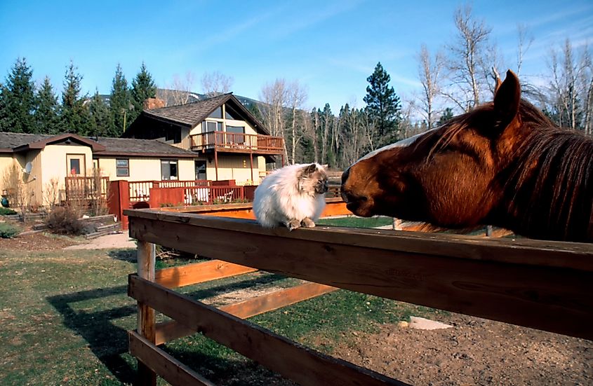 A farm in Hamilton, Montana