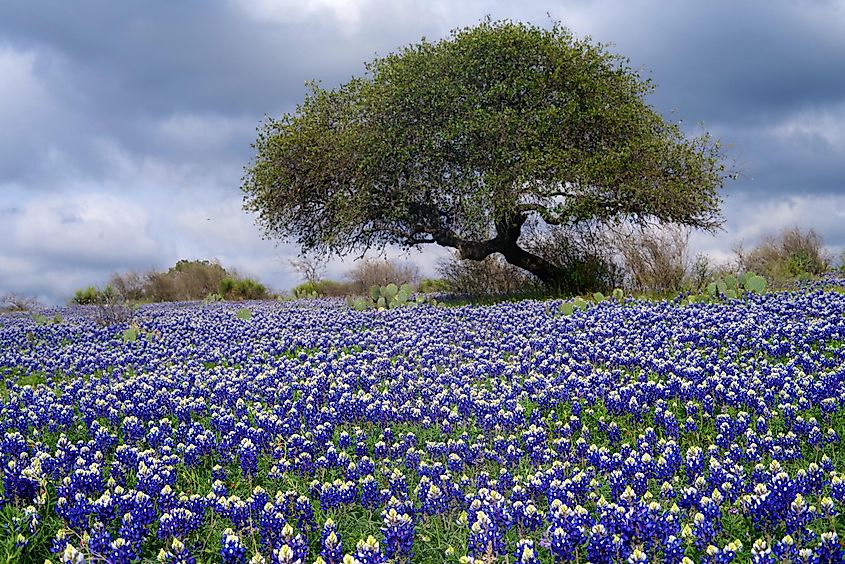 Wildflowers in the Oxford Ranch Campground, Texas