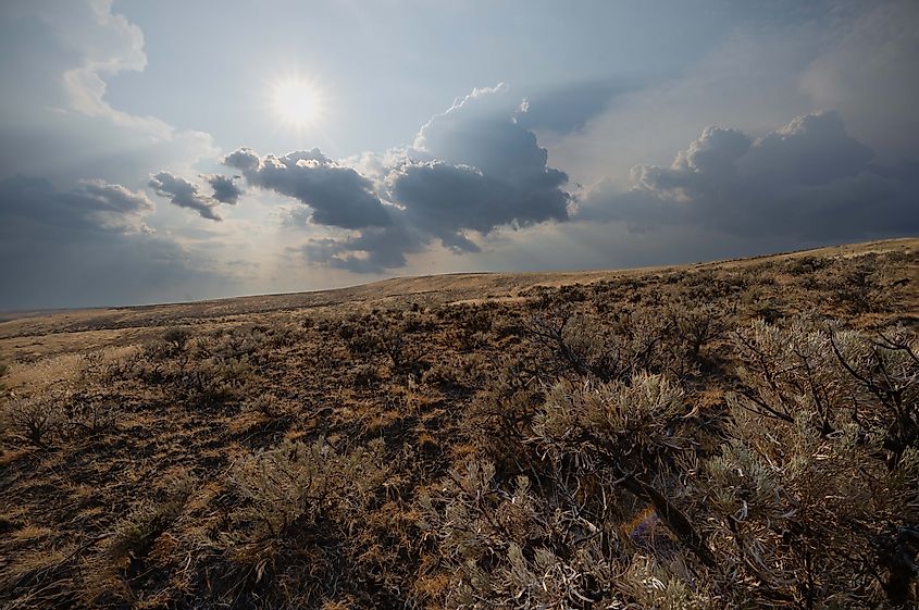 Ginkgo Petrified Forest State Park. Sitting at the banks of the Columbia River, this site is home to numerous preserved petrified trees in the scablands. Photo by Brendan Cane