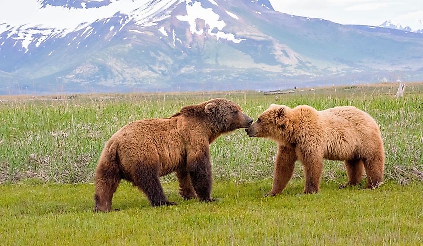 Alaska Peninsula Brown Bears