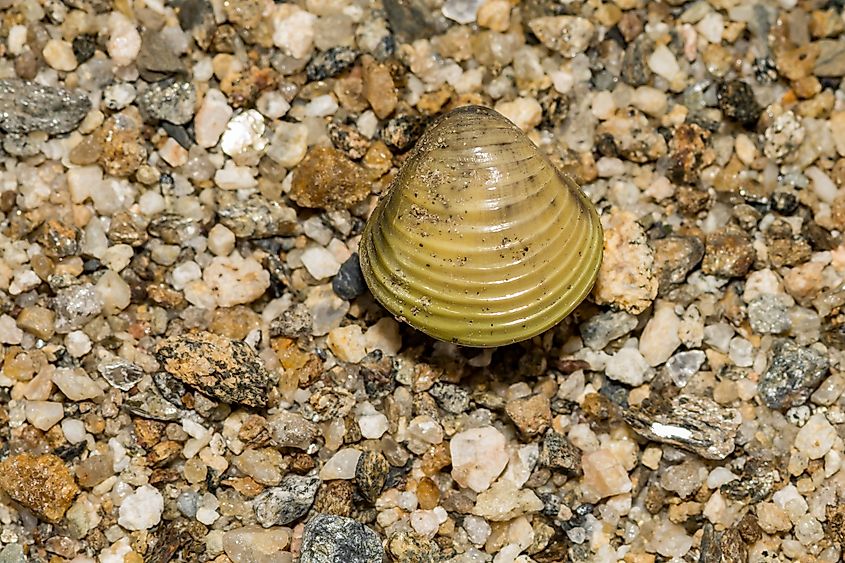 View of the asiatic clam.