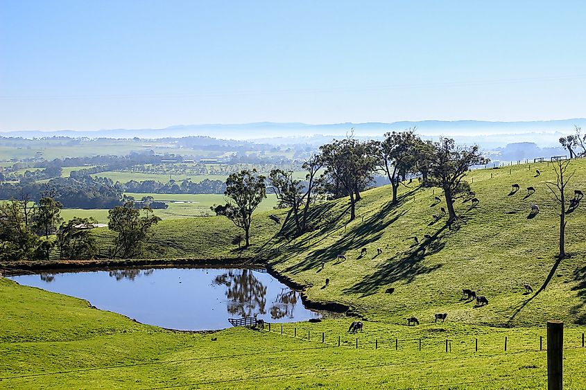 Poowong Victoria in Gippsland Dairy Country (Credit: Grant C67 via Flickr)