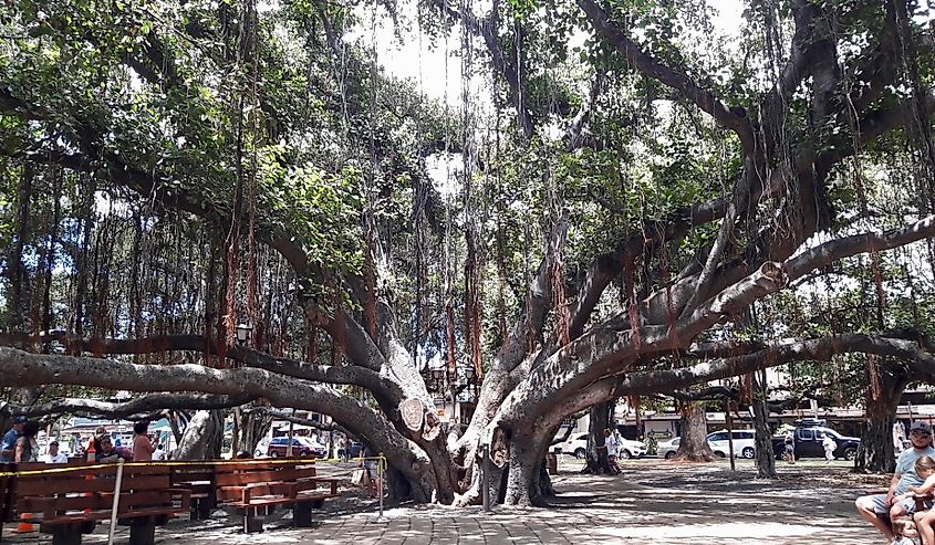 The 150 year old banyan tree before the devastating fire of 2023 in Lahaina, Hawaii.