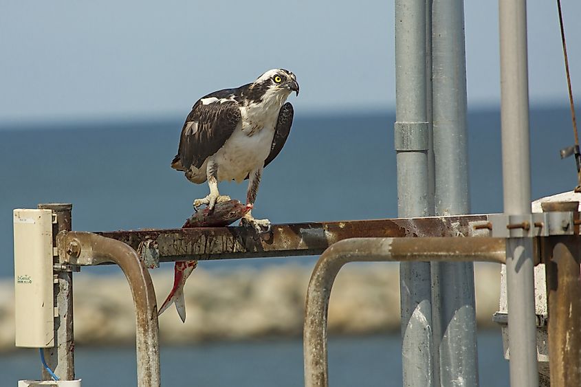 Osprey at the Lewes, Delaware ferry landing.