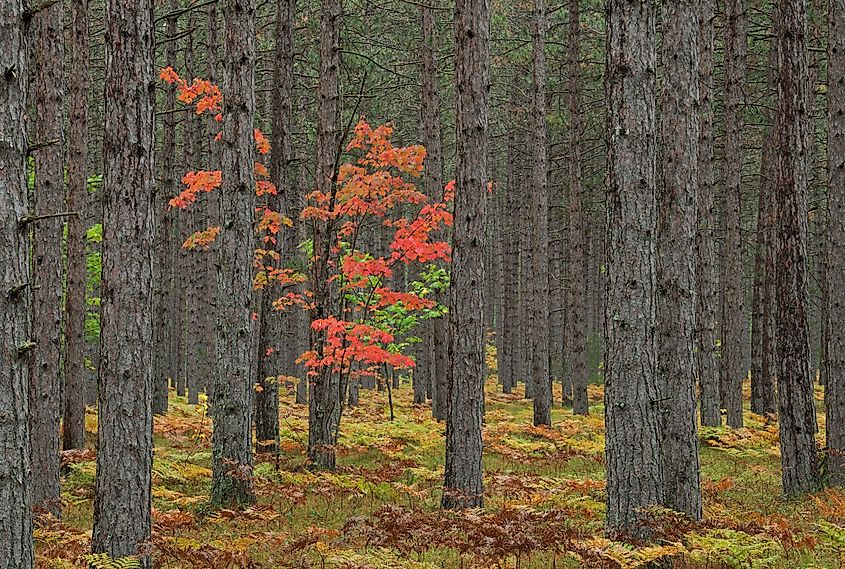 Landscape of autumn maple in pine woodland, Hiawatha National Forest