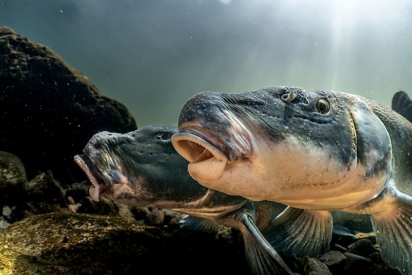 Lost River suckers are listed as federally endangered