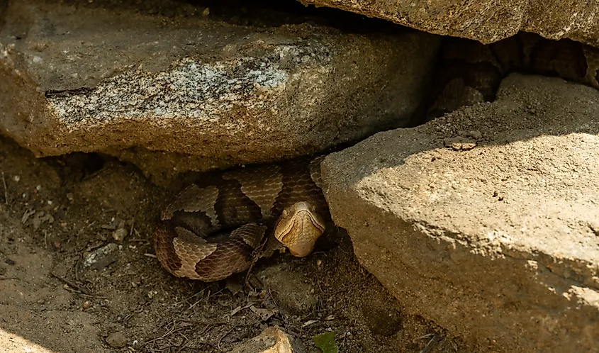 Copperhead in a rock crevice.
