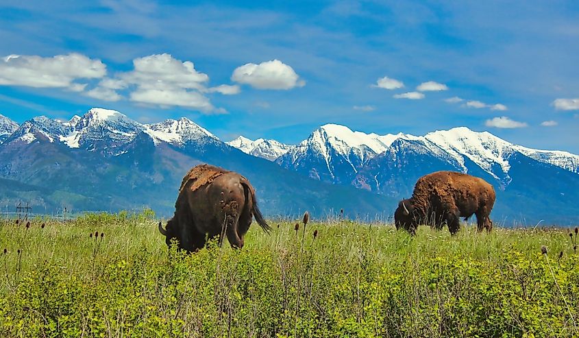 American Bison Grazing on the Bison Range with the Mission Mountains in the Background, Moiese Montana.