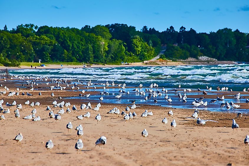 Seagulls along the shore of Lake Michigan.