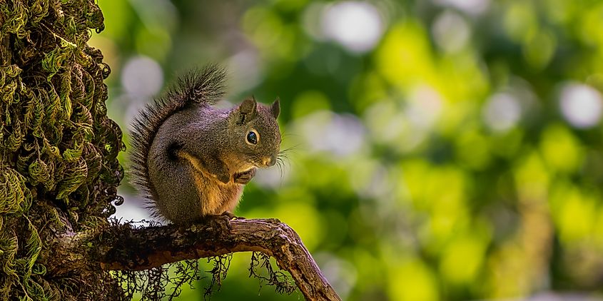 Chickaree, or Douglas squirrel (Tamiasciurus douglasii)