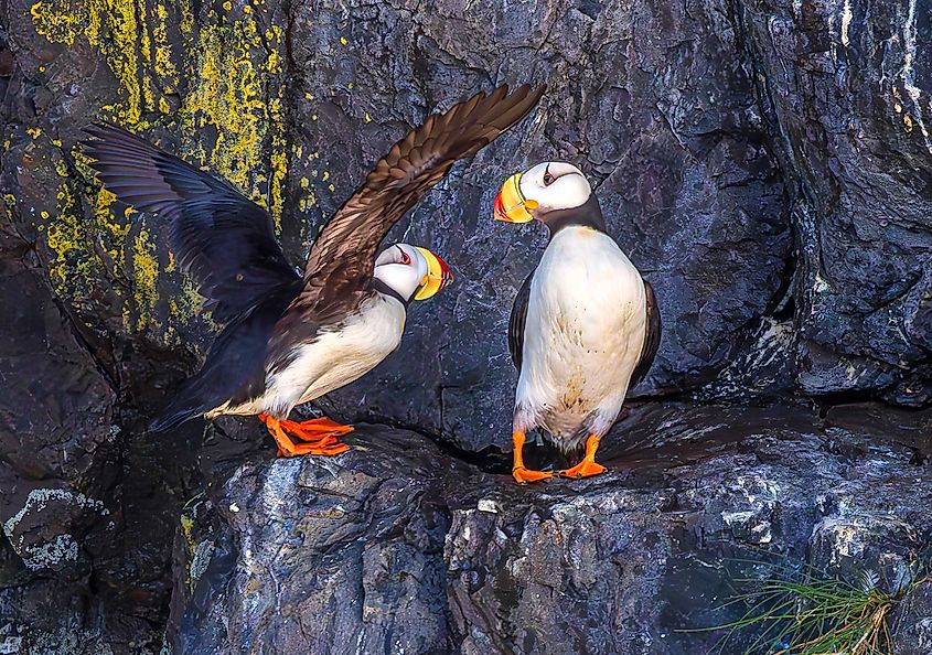 A pair of puffins at the Kenai Fjords National Park, Alaska.
